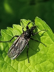 Bibio marci