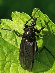 Bibio marci