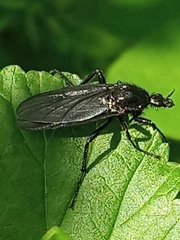 Bibio marci