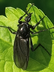 Bibio marci