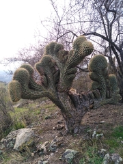 Chilean Torch Cactus (Trichocereus chiloensis)