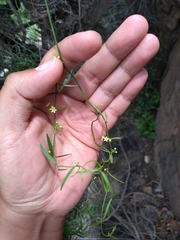 Metastelma angustifolium