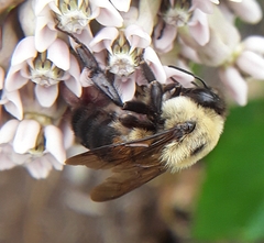 Bombus griseocollis