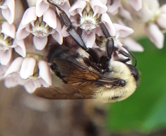 Bombus griseocollis