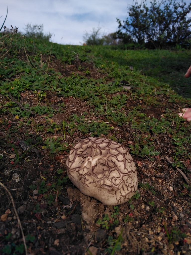 Calvatia cyathiformis · June 2022 · photo: © lincayaren (iNaturalist, cc-by)