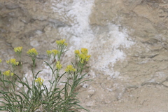 Petradoria pumila