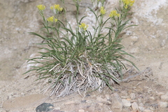 Petradoria pumila