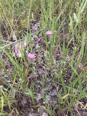 Centaurea pseudomaculosa