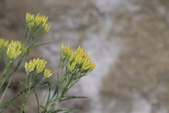 Petradoria pumila