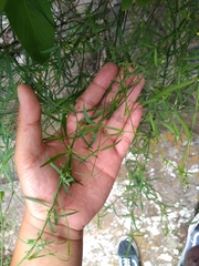 Metastelma angustifolium