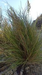 Festuca petraea