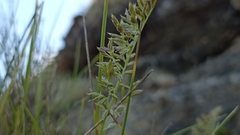 Festuca petraea