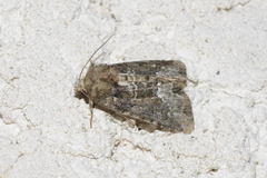 Oligia strigilis
