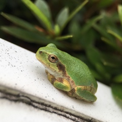 Hyla japonica