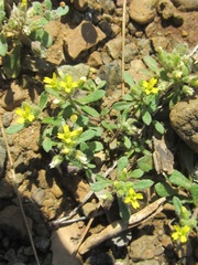 Alyssum dasycarpum