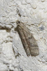Ephestia woodiella