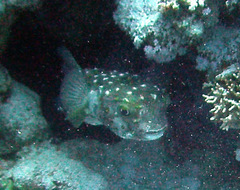 Cyclichthys spilostylus