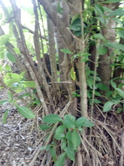 Bravaisia integerrima