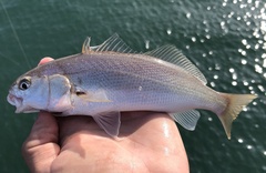 Genyonemus lineatus