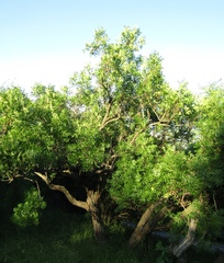 Xanthoceras sorbifolium