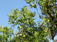 Xanthoceras sorbifolium