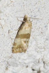 Phalonidia contractana