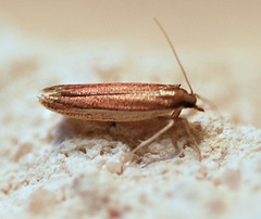Tampa dimediatella