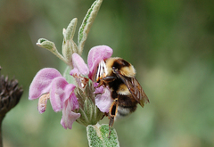 Bombus ruderatus