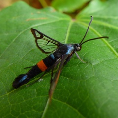 Synanthedon myopaeformis
