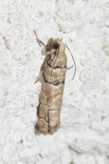 Blastesthia tessulatana