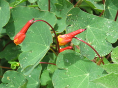Tropaeolum tuberosum