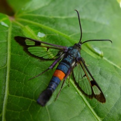 Synanthedon myopaeformis