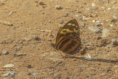 Tithorea harmonia caissara