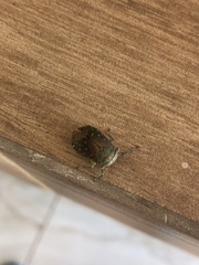 Itzalana submaculata