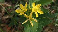 Hypericum foliosum