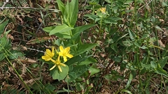 Hypericum foliosum