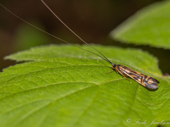 Macrostemum zebratum