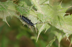 Agapanthia irrorata