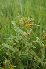Rhinanthus minor