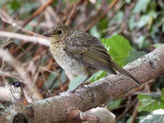 Erithacus rubecula