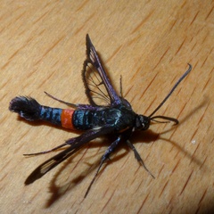 Synanthedon myopaeformis