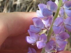 Lupinus argenteus palmeri