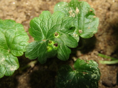 Rondaniola bursaria