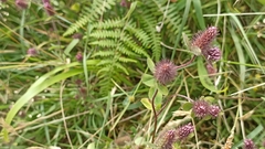 Trifolium ligusticum
