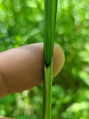 Carex trichocarpa
