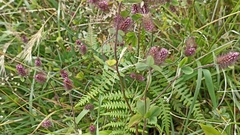 Trifolium ligusticum