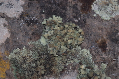 Protoparmeliopsis peltata