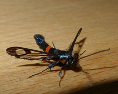 Synanthedon myopaeformis