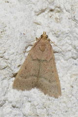 Bostra obsoletalis