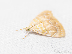 Glaphyria glaphyralis